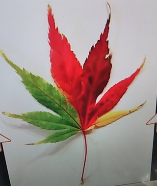 海老蔵～何でもあり