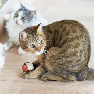 中森明菜のミ・アモーレって猫の曲ってほんと？