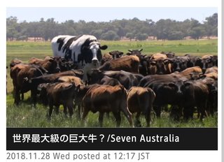 世界最大級の「巨大牛」、体高約２メートル　オーストラリア