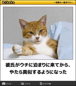 ボケて（bokete）見てる人！