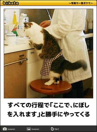 ボケて（bokete）見てる人！