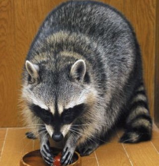 都心 アライグマ599匹 狂犬病など