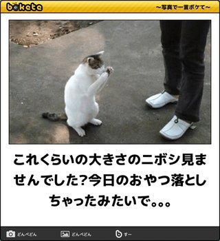 ボケて（bokete）見てる人！