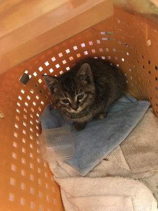 猫について何でもどうぞ【ねこ総合】