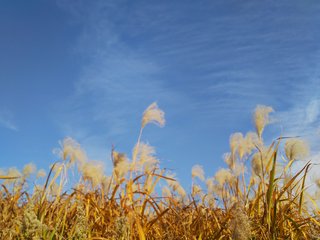 松居一代  IDアリ 多少のトピずれ・自分語りOK・人生いろいろ