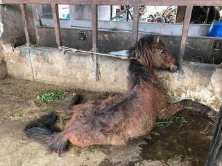 劣悪な環境で次々と衰弱死…宮古島で天然記念物の馬に虐待か 	