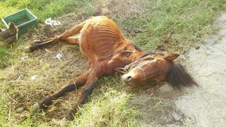 劣悪な環境で次々と衰弱死…宮古島で天然記念物の馬に虐待か 	