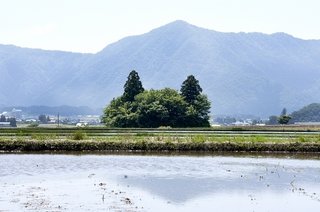 猫みたいな林、水田の中に浮かぶ