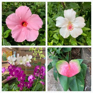 小林麻耶【麻耶☆道】