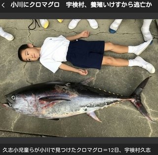 小川にクロマグロ　宇検村、養殖いけすから逃亡か