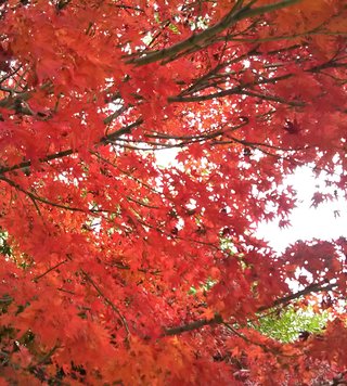 海老蔵～何でもあり