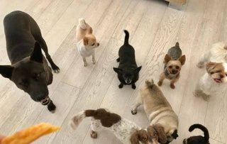 【アンチ】坂上忍犬好商法