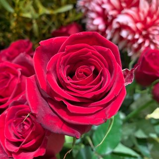 小林麻耶【麻耶☆道】