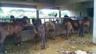 劣悪な環境で次々と衰弱死…宮古島で天然記念物の馬に虐待か 	