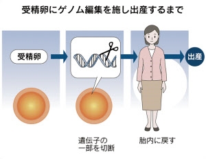 【中国】遺伝子操作によりHIV耐性を持つ赤ちゃんを作り出した研究者　案の定行方不明になる
