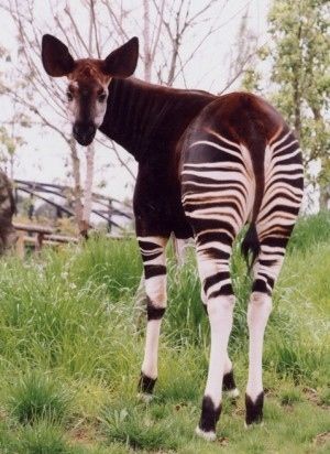 ブンバボンってなに？