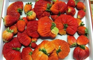 １１歳１００ミリシーベルト被曝の疑い　福島第一事故で