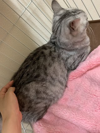 猫がみたい