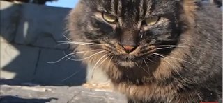 猫について何でもどうぞ【ねこ総合】