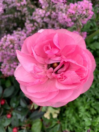 小林麻耶【麻耶☆道】