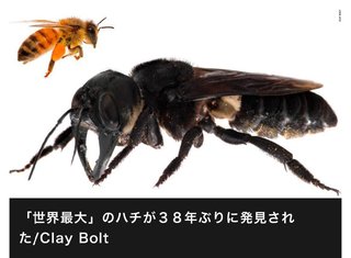 「世界最大」のハチ、３８年ぶりに発見　インドネシア