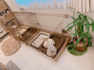 辻希美、2匹の愛犬用にケージを新調するも批判殺到のワケとは