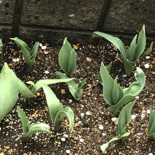 &#x{11:F8E2};なんでもいｰから&#x{11:F8E2};