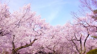 なぜ韓国では「桜の原産地＝韓国」説にこだわり続けるのか
