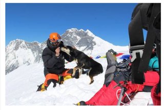 野良犬「なんかエサくれる人おるやん！」 → ヒマラヤ登山隊についていき、そのまま登頂に成功する