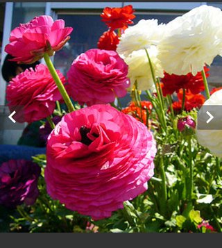 海老蔵～何でもあり