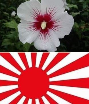 【韓国メディア】衝撃！韓国の国花・ムクゲの花は旭日旗を象徴する日本の花だった！