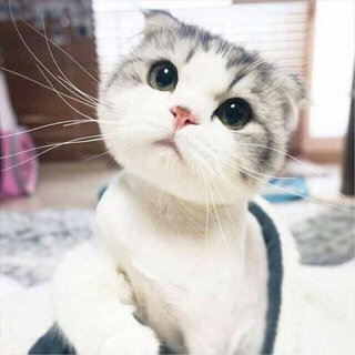 スコティッシュフォールドってめっちゃ可愛いけどさ