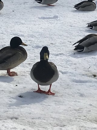 &#x{11:F8E2};なんでもいｰから&#x{11:F8E2};