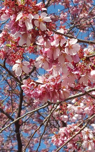 松居一代  IDアリ 多少のトピずれ・自分語りOK・人生いろいろ