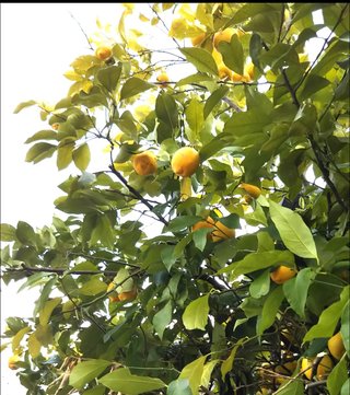 海老蔵～何でもあり