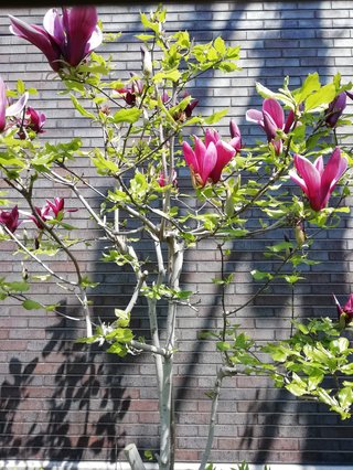 海老蔵～何でもあり