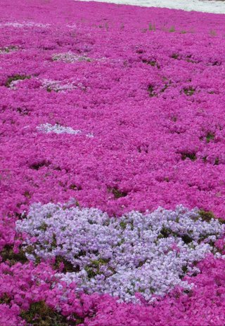 &#x{11:F8E2};なんでもいｰから&#x{11:F8E2};