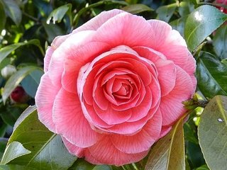 松居一代  IDアリ 多少のトピずれ・自分語りOK・人生いろいろ