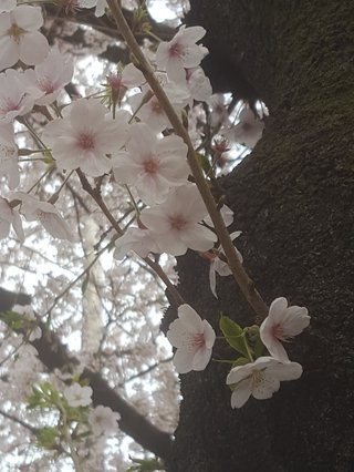 松居一代  IDアリ 多少のトピずれ・自分語りOK・人生いろいろ