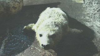 水族館で人気 赤ちゃんアザラシ 排水口に吸い込まれ死ぬ