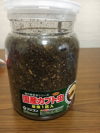国産カブト虫