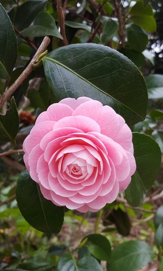 松居一代  IDアリ 多少のトピずれ・自分語りOK・人生いろいろ