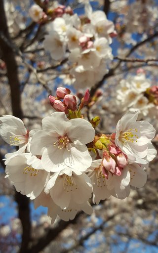 松居一代  IDアリ 多少のトピずれ・自分語りOK・人生いろいろ