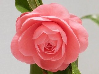 松居一代  IDアリ 多少のトピずれ・自分語りOK・人生いろいろ