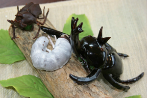 &#x{11:F8E2};なんでもいｰから&#x{11:F8E2};