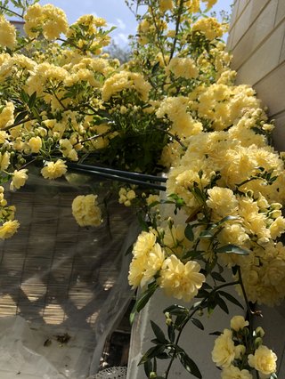 &#x{11:F8E2};なんでもいｰから&#x{11:F8E2};