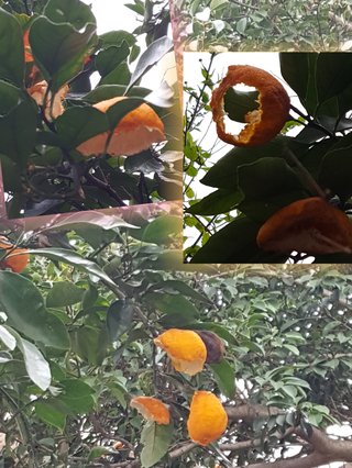 松居一代  IDアリ 多少のトピずれ・自分語りOK・人生いろいろ