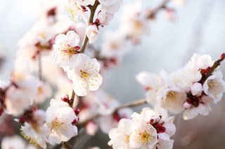 新元号は「令和」に決定　菅官房長官が発表【由来の解説あり】