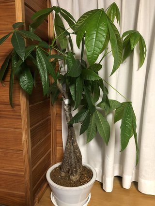 &#x{11:F8E2};なんでもいｰから&#x{11:F8E2};