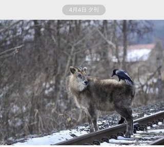カモシカの背中の毛を抜くカラス、撮影成功　巣作り用か